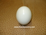 Large Fresh Ostrich Egg for Eating